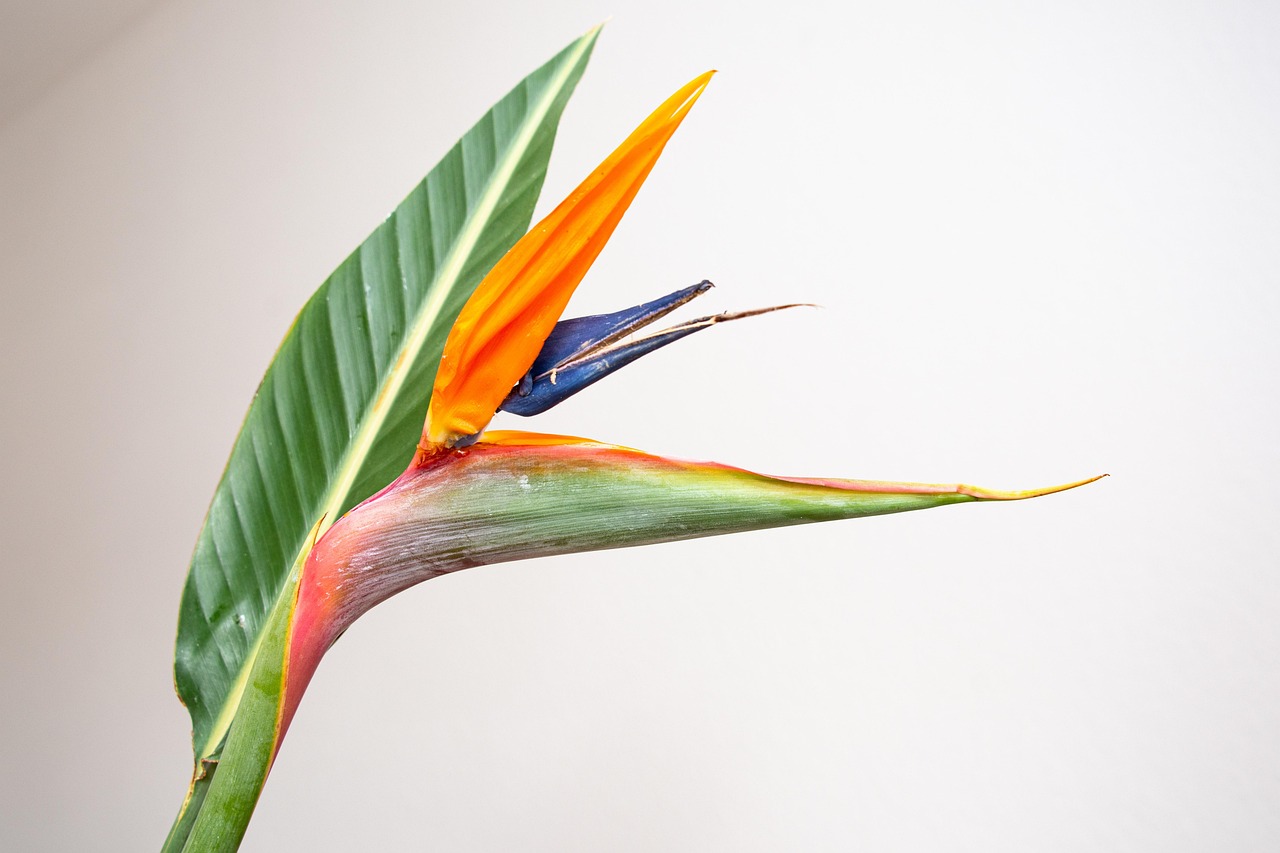 Vlinders fladderend boven tropische tuinbloemen. Vlinders fladderend boven tropische tuinbloemen.