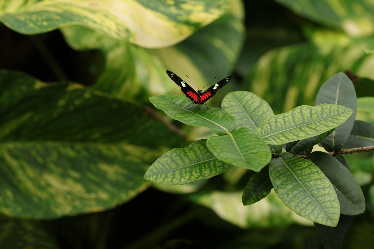 Geurige exotische planten in kleurrijke lentetuin. Geurige exotische planten in kleurrijke lentetuin.