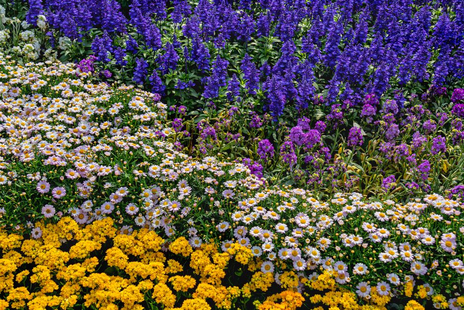 Close-up van geurige wilde rozen in bloei.
