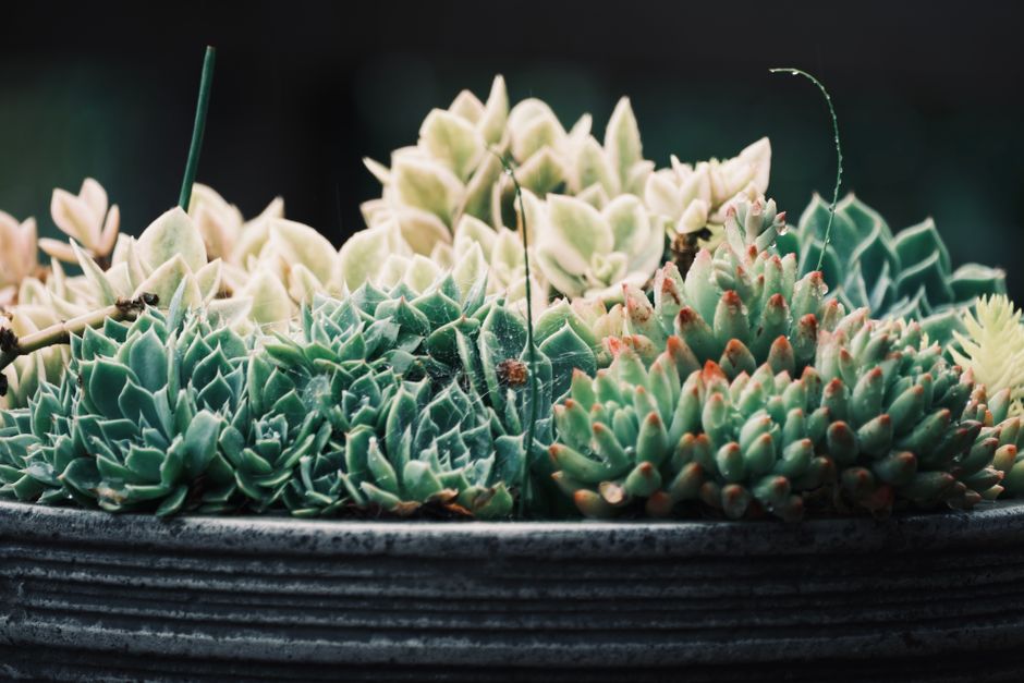 Dicht beplante balkonhoek met cactussen en vetplanten.