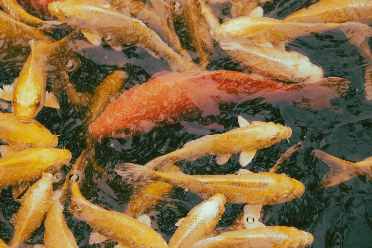 Koi vis zwemt sereen in tuinvijver.