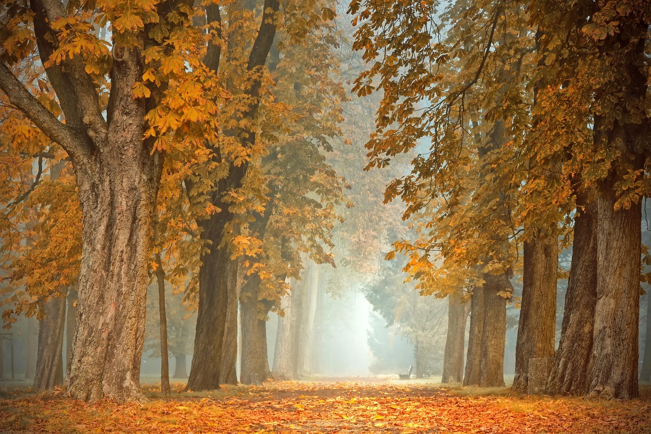 Wandplanken met subtiele herfstdecoraties, minimalisme.